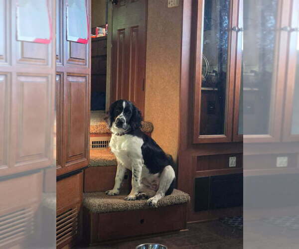Medium Photo #1 English Springer Spaniel Puppy For Sale in CENTRAL POINT, OR, USA