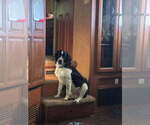 Small Photo #1 English Springer Spaniel Puppy For Sale in CENTRAL POINT, OR, USA