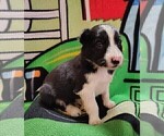 Small #32 Border Collie