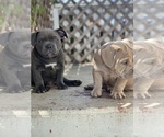 Small Photo #10 American Bully Puppy For Sale in SANTA CRUZ, CA, USA