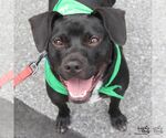 Small #1 Labrador Retriever Mix