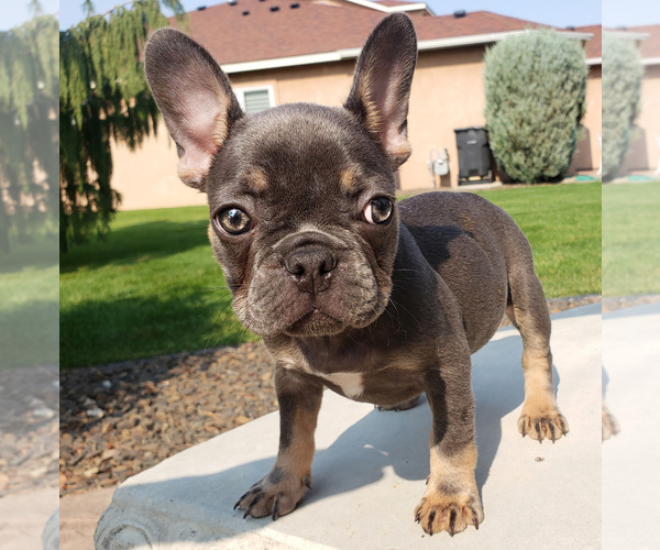 Medium Photo #1 French Bulldog Puppy For Sale in PASCO, WA, USA