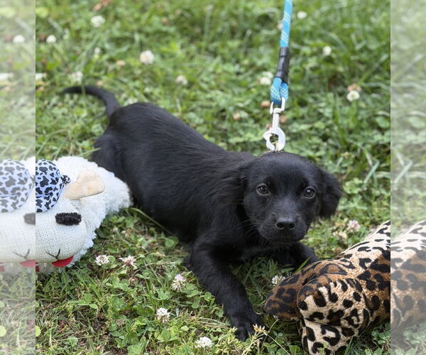 Medium Photo #4 Cocker Spaniel Puppy For Sale in Yardley, PA, USA