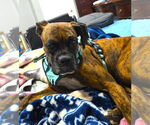 Small #1 Boxer