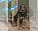 Image preview for Ad Listing. Nickname: Chunk