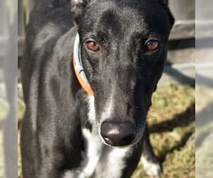 Greyhound Dogs for adoption in Grandville, MI, USA