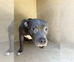 JOJO - Female Mutt Dog for Adoption - Small photo