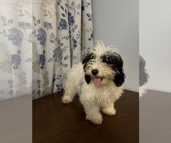 Medium Photo #22 Cavapoo-Poodle (Miniature) Mix Puppy For Sale in DURHAM, CT, USA
