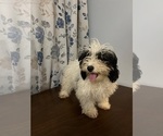 Small #21 Cavapoo-Poodle (Miniature) Mix