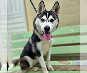 Medium Siberian Husky