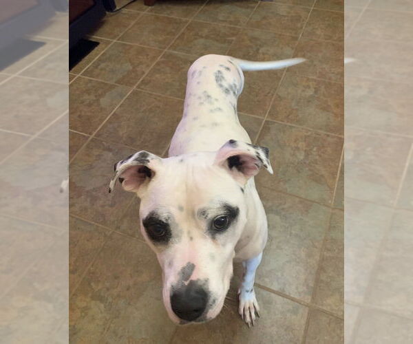 Medium Photo #8 American Staffordshire Terrier-Labrador Retriever Mix Puppy For Sale in Brewster, NY, USA