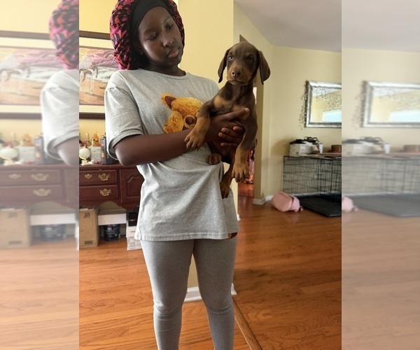 Medium Photo #3 Doberman Pinscher Puppy For Sale in SOUTHAVEN, MS, USA