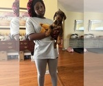 Small #2 Doberman Pinscher