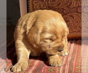 Medium Golden Retriever