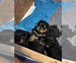 Small #4 Rottweiler