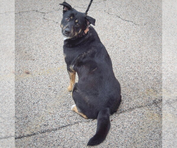 Medium Photo #3 German Shepherd Dog-Unknown Mix Puppy For Sale in Huntley, IL, USA