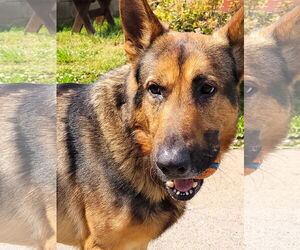 Brody - Male German Shepherd Dog Dog for Adoption - Photo #2
