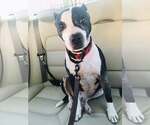Small #5 American Staffordshire Terrier Mix