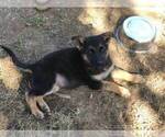 Small Photo #8 German Shepherd Dog Puppy For Sale in EAGLE CREEK, OR, USA