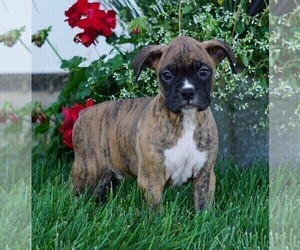 Boxer Puppy for sale in FREDERICKSBG, OH, USA