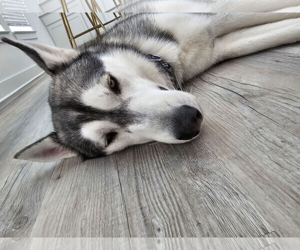 Medium Photo #10 Huskies -Unknown Mix Puppy For Sale in McKinney, TX, USA