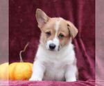 Small #1 Pembroke Welsh Corgi