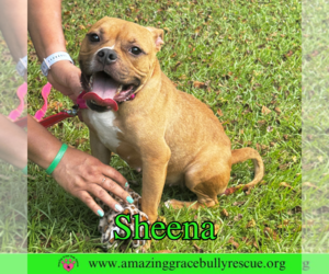 American Bulldog-Unknown Mix Dogs for adoption in Pensacola, FL, USA