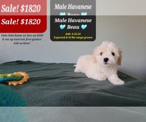 Havanese Puppy for sale in TUCSON, AZ, USA