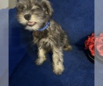 Small #27 Schnauzer (Miniature)