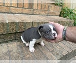 Small #15 French Bulldog