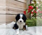 Puppy 1 Bernedoodle (Miniature)