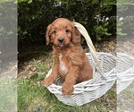 Small #3 Goldendoodle (Miniature)