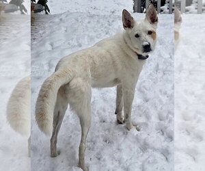 Juno - Female Mutt Dog for Adoption - Photo #11
