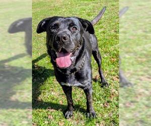 English Shepherd Dogs for adoption in Akron, OH, USA