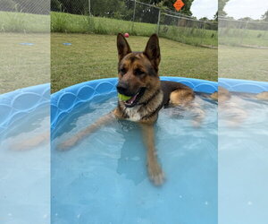 Mutt Dogs for adoption in Woodbury, NY, USA