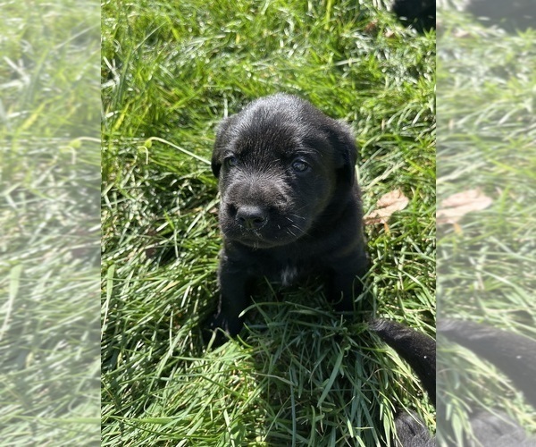Medium Photo #3 Labrador Retriever Puppy For Sale in KINGS MOUNTAIN, NC, USA