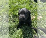 Small #2 Labrador Retriever