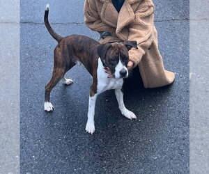 COURTESY POST: Max - Male Mutt Dog for Adoption - Photo #3