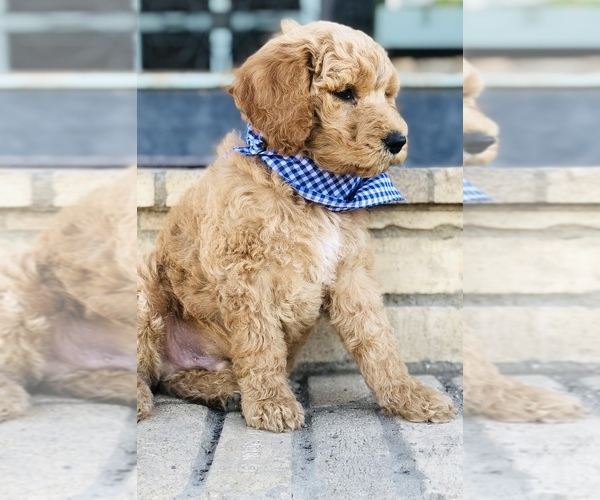 Medium Photo #4 Goldendoodle-Poodle (Standard) Mix Puppy For Sale in HUNTINGTON, AR, USA