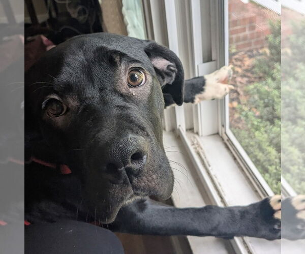 Medium Photo #4 American Staffordshire Terrier-Labrador Retriever Mix Puppy For Sale in Chester, VA, USA