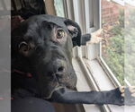 Small #3 American Staffordshire Terrier-Labrador Retriever Mix