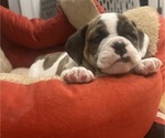 Puppy Kenny English Bulldog