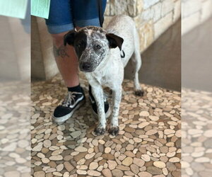 Mutt Dogs for adoption in Houston, TX, USA