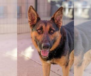 German Shepherd Dog Dogs for adoption in Sacramento, CA, USA