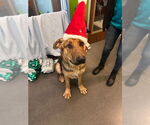 Small #3 German Shepherd Dog-Great Dane Mix