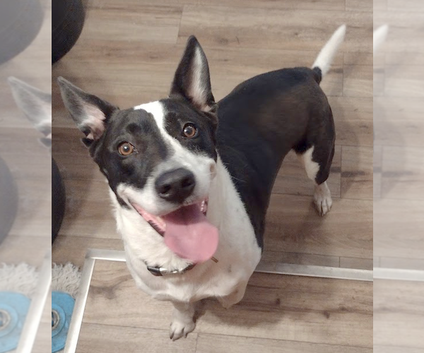Medium Photo #1 Border Collie-Great Dane Mix Puppy For Sale in Camden, SC, USA