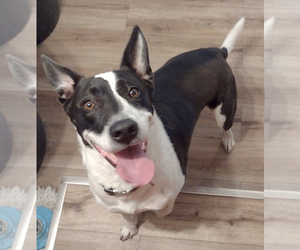 Rusty - Male Border Collie-Great Dane Mix Dog for Adoption