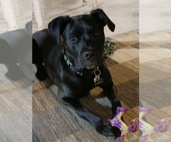 Medium Photo #1 Labrador Retriever-Unknown Mix Puppy For Sale in Aurora, IN, USA