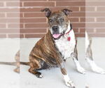 Small #7 Boxer Mix