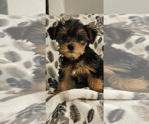Yorkshire Terrier Puppy for sale in SALEM, OR, USA